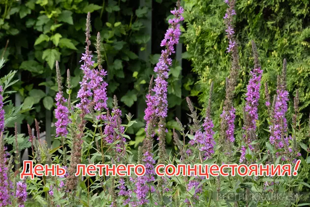 Открытка с днем летнего солнцестояния