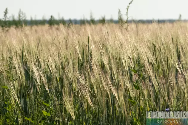 Названы последствия летнего паводка для аграриев Краснодарского края
