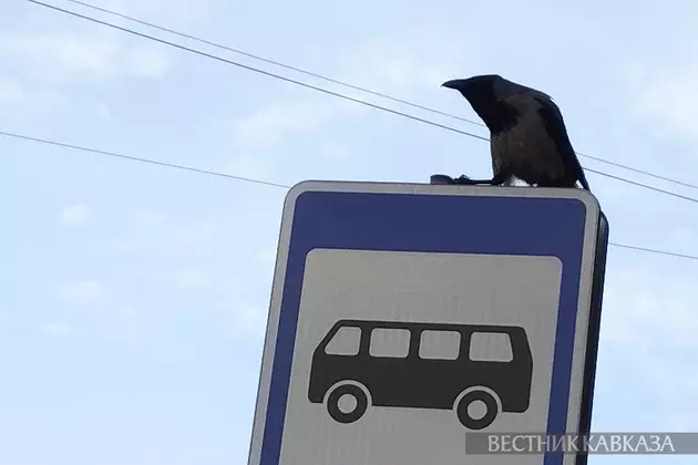 Ворона