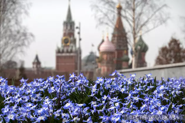 Хионодокса