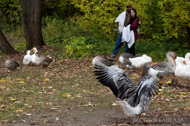 Гуси в парке