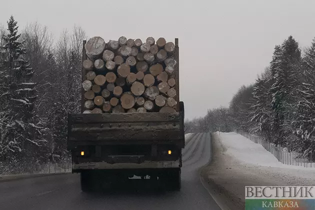 Грузия рекордно скупает российскую древесину