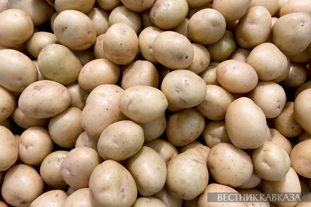 Картофель