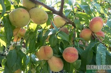 Аграрии КЧР засадят на площади 370 га миллион саженцев фруктовых деревьев