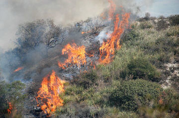 Лес загорелся рядом с турецким аэропортом Даламан (ВИДЕО)