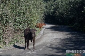 Жители Армении украли бычка с теленком и столкнулись с грузовиком
