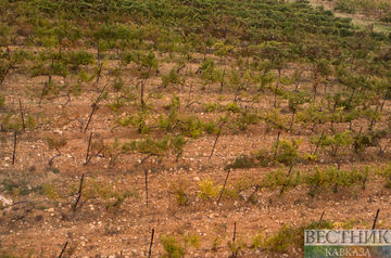 Дагестанский виноград будут выращивать в собственном питомнике