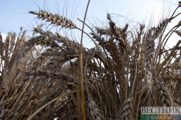 Турция будет закупать пшеницу в Индии