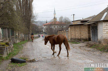 Казахстанец украл целый табун лошадей