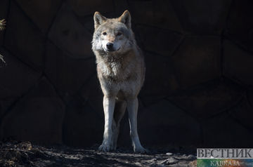 На трех мальчиков в Дагестане напал волк