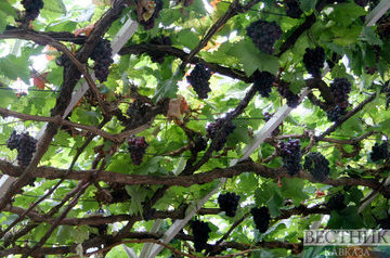 Аграрии Минвод в пять раз нарастят сбор винограда