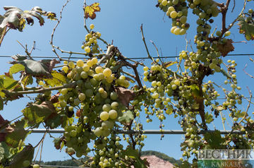 Россия стала главным импортером узбекистанского винограда