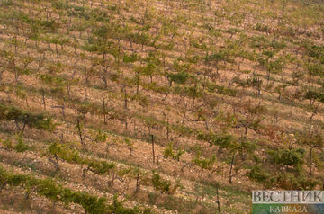 В КБР будут выращивать виноград по новой технологии