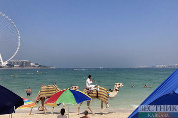 Верблюды на пляже в Дубае