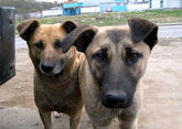 Бродячих собак попробуют стерилизовать вместо убийства в Атырау