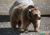 Медведь устроил себе гастрономический тур по армянскому селу