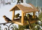 Жители Адыгеи накормят птиц зимой