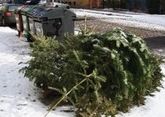 Власти Кабардино-Балкарии впервые утилизируют новогодние елки