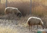 Дагестанские животноводы вплотную займутся разведением овец 