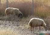 Разъяренный пастух убил пастуха в Грузии 