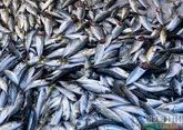 Улов у дагестанских рыбаков будут принимать в море на острове Чечень 