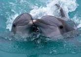 Дельфинарий закрыли из-за коронавируса в Батуми
