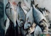 В ФАО ООН встревожены чрезмерным выловом рыбы 
