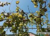 Власти Грузии ужесточают контроль за качеством винограда