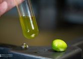 В КФУ заработала собственная линия производства оливкового масла