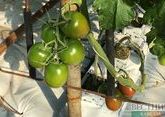 Еще семи компаниям Азербайджана разрешили ввозить томаты в Россию