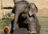 Ташкентский зоопарк получит азиатского слоненка от московских коллег