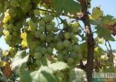 Дагестанские ученые восстановят научный центр виноградарства
