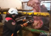 Спасатели стали стоматологами для бегемота в Шымкенте (ВИДЕО)