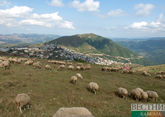 Похитителя овец поймали в Карачаево-Черкесии