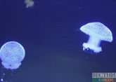Медуз из Азовского моря пустят на медицинский коллаген