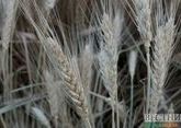 Индия будет поставлять пшеницу на азербайджанский рынок