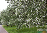 Сад Памяти Кисловодска украсили более сотни молодых яблонь