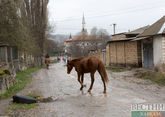 Казахстанец украл целый табун лошадей