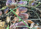 Деликатесные грибы нашли в Кахети