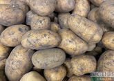 Североосетинское предприятие готово полностью импортозаместить семенной материал картофеля