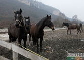 Дагестан отпразднует День единства конным походом