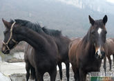 Мировой рекорд по коннице в черкесках установили в Кабардино-Балкарии