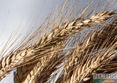 В Беларуси наложен запрет на вывоз зерна