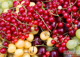 Цех переработки плодов и ягод заработает в Сергокалинском районе в следующем году