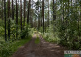 В Чечне назвали число восстановленных гектаров лесов в этом году