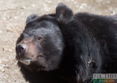 Медведь загрыз сотрудника зоопарка в Узбекистане