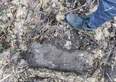В пещере древнего человека в Железноводске нашли гигантские следы