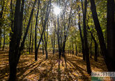 Гирканские леса пополнят список наследия ЮНЕСКО