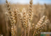 В Казахстане запатентован элитный сорт пшеницы 