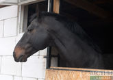 В Чехии украли &quot;замороженного&quot; коня Кадырова